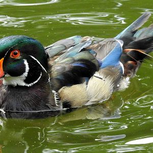 Wood Duck