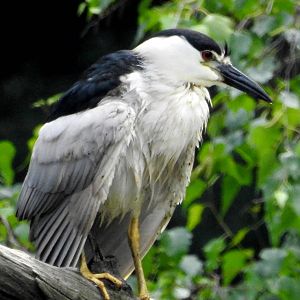 Black Capped Night Heron