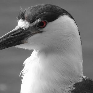 Black Capped Night Heron