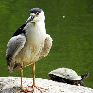 Black Capped Night Heron