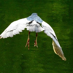 Black Capped Night Heron