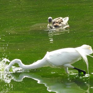 Great Egret