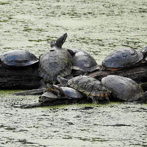 Red Eared Sliders and Eastern Painted Turtles