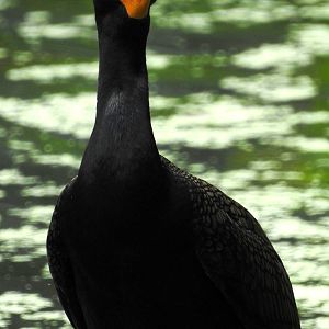 Double Crested Cormorant