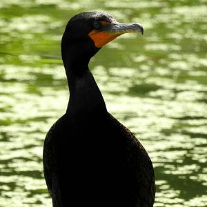 Double Crested Cormorant