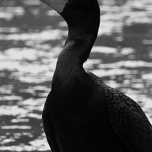 Double Crested Cormorant