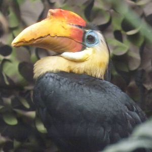 Wrinkled Hornbill in Elephant House