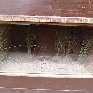 Indoor Dwarf Mongoose Enclosure