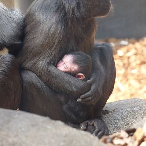 New Baby Macaque