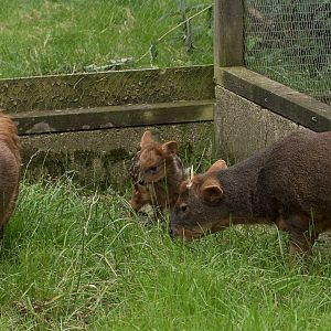 Southern pudu : Hamerton : 03 Jul 2016