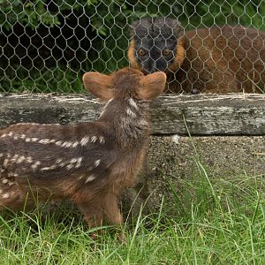 Southern pudu; collared brown lemur : Hamerton : 03 Jul 2016