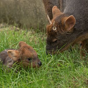 Southern pudu : Hamerton : 03 Jul 2016