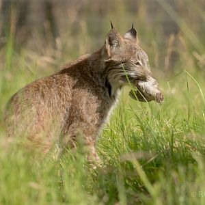 Canada lynx : Hamerton : 03 Jul 2016