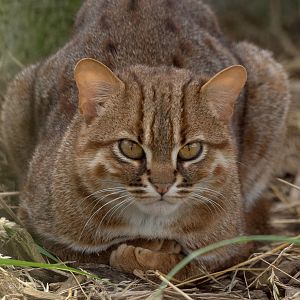 Rusty-spotted cat : Hamerton : 03 Jul 2016