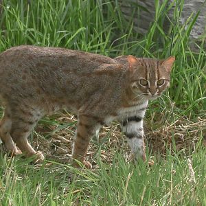 Rusty-spotted cat : Hamerton : 03 Jul 2016