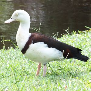 Radjah Shelduck