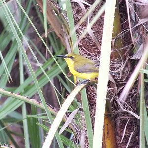Olive-backed Sunbird