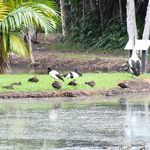 Pacific Black Ducks, Magpie Geese, and Australian Pelican