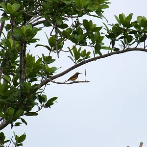 Olive-backed Sunbird