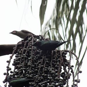 Metallic Starlings