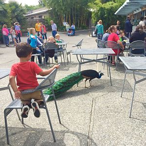 Picnic Area and Peafowl