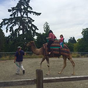 Dromedary Camel Rides