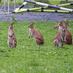 Agile Wallabies
