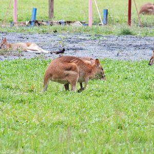 Agile Wallaby and Willie Wagtail