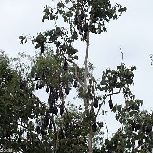 Part of Flying Fox Colony