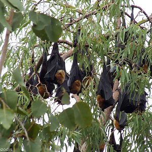 Spectacled Flying Foxes