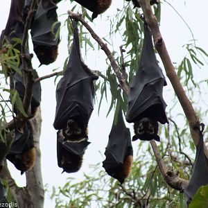 Spectacled Flying Foxes