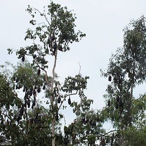 Part of Flying Fox Colony