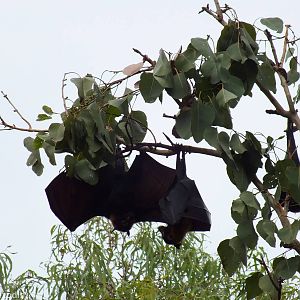 Spectacled Flying Foxes