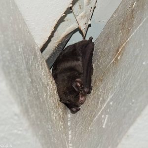 Gould's Long-eared Bat