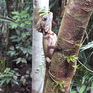 Boyd's Forest Dragon