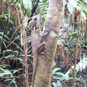 Boyd's Forest Dragon