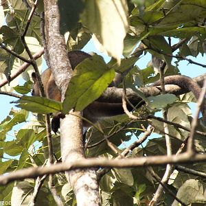 Lumholtz's Tree Kangaroo