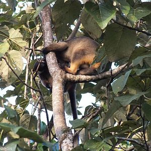 Lumholtz's Tree Kangaroo Mother and Young