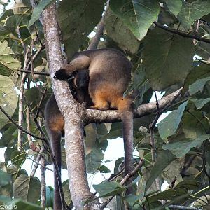 Lumholtz's Tree Kangaroo Mother and Young
