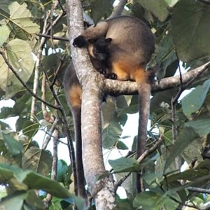 Lumholtz's Tree Kangaroo Mother and Young