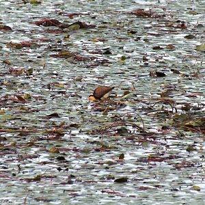 Comb-crested Jacana
