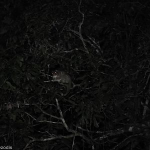 Green Ringtail Possum