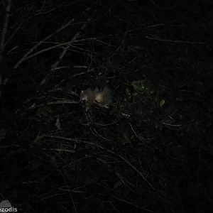 Common Brushtail Possum