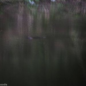 Wild Platypus!