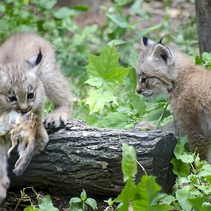 Canada Lynx