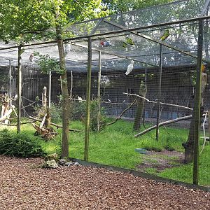 mixed macaw /parrot aviary