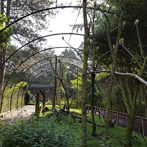 walk through parakeet aviary