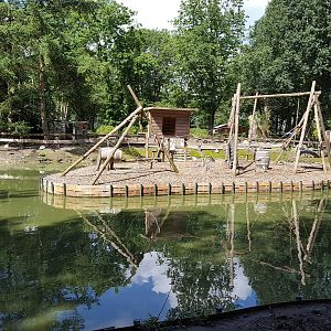 ring tailed lemur island