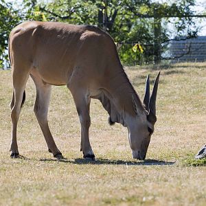 Common Eland