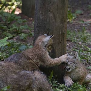 Canada Lynx